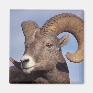 Aimant mouflon canadien, mouflon d'Amérique, Ovis canaden