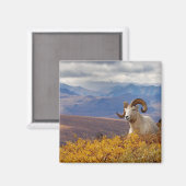 Aimant mouflon de Dall, Ovis dalli, bélier (Recto/Verso)