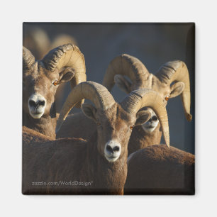 Aimant Mouflons d'Amérique