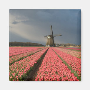 Aimant Moulin à vent avec tulipes roses au printemps