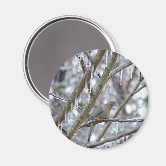 Aimant Mourning Dove (Recto/Verso)