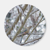 Aimant Mourning Dove (Devant)