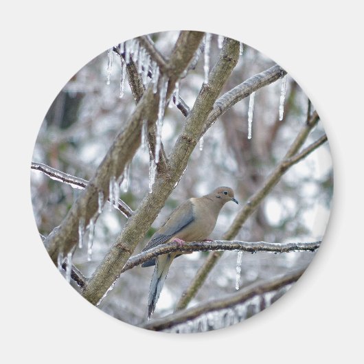 Aimant Mourning Dove (Devant)