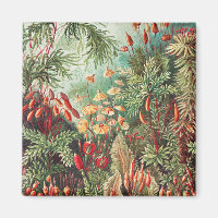 Mousses, Muscinae Laubmoose par Ernst Haeckel