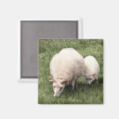 Aimant Mouton avec agneau (Recto/Verso)