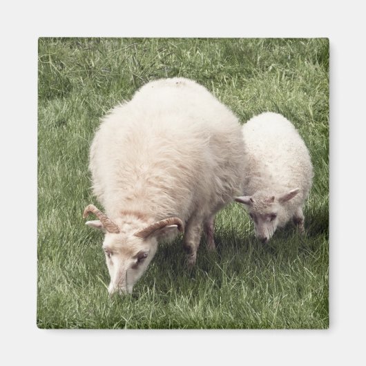 Aimant Mouton avec agneau (Devant)