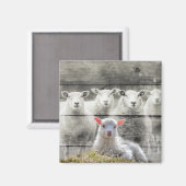 Aimant Mouton d'agneau de bébé (Recto/Verso)