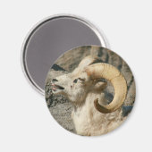 Aimant Mouton de Bighorn riant (Recto/Verso)