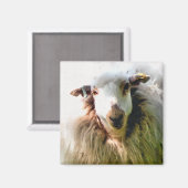 AIMANT MOUTON MIGNON (Recto/Verso)