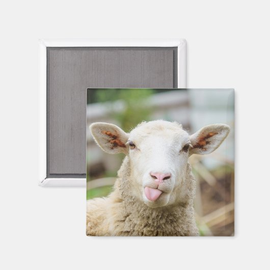 Aimant Mouton montrer langue (Recto/Verso)