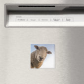 Aimant Mouton regardant vers le bas (In Situ (Lave-vaisselle))