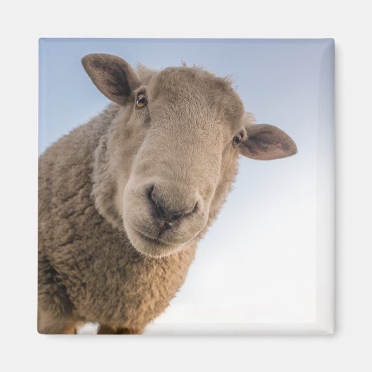 Aimant Mouton regardant vers le bas (Devant)