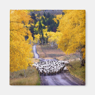 Aimant Mouton sur Country Road