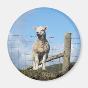 AIMANT MOUTONS MIGNONS