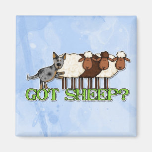 Aimant moutons obtenus