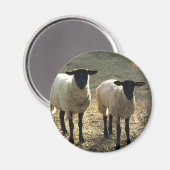 Aimant Moutons Suffolk amicaux dans un pâturage de basse- (Recto/Verso)