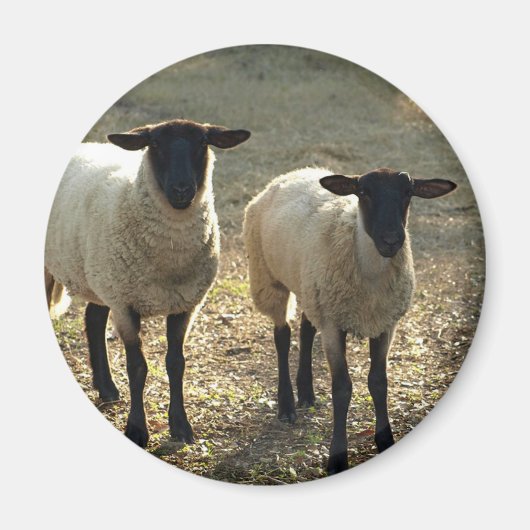 Aimant Moutons Suffolk amicaux dans un pâturage de basse- (Devant)