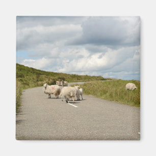 Aimant Moutons sur la route dans l'aimant Irlande