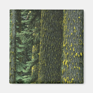 Aimant Mt. Ashland, forêt nationale de Rogue River,
