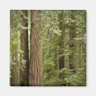 Aimant Muir Woods National Monument, Nord