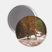 Aimant Mule Deer (Recto/Verso)
