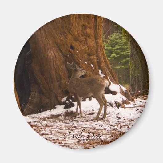 Aimant Mule Deer (Devant)