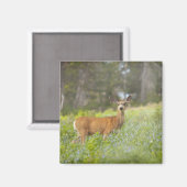 Aimant Mule Deer (Odocoileus hemionus) dans la prairie (Recto/Verso)