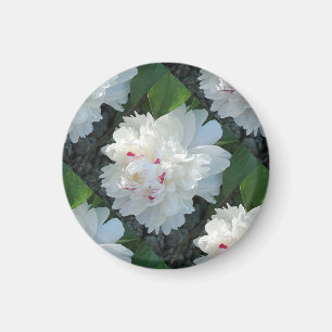Aimant Multi Magnét Pivoine Précieuse