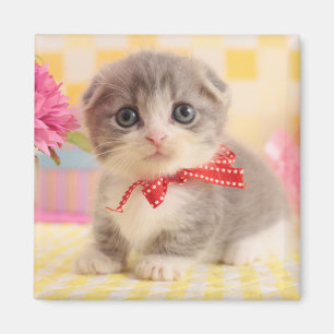 Aimant Munchkin Kitten