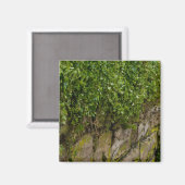Aimant Mur D'Ivy (Recto/Verso)