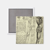 Aimant Muscles masculins de l'anatomie humaine par Léonar (Recto/Verso)