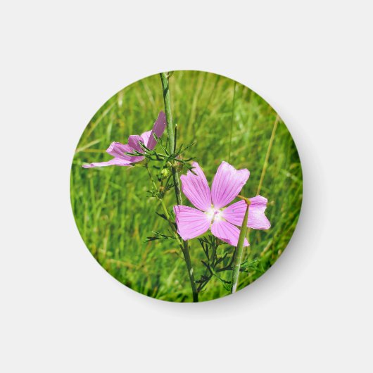 Aimant Musk-mallow (Devant)