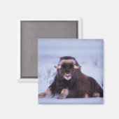 Aimant muskox, Ovibos moschatus, jeune taureau (Recto/Verso)