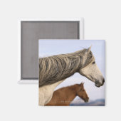 Aimant Mustangs espagnols (Recto/Verso)