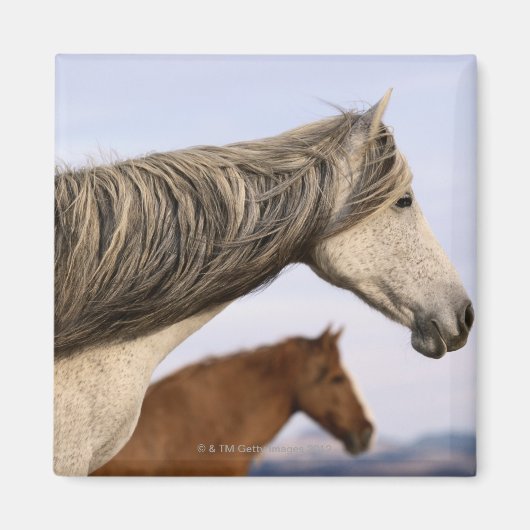 Aimant Mustangs espagnols (Devant)