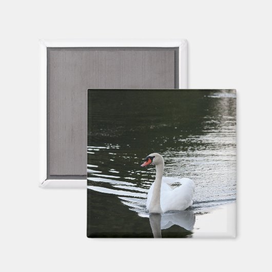 Aimant Mute Swan (Recto/Verso)
