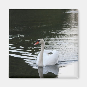 Aimant Mute Swan