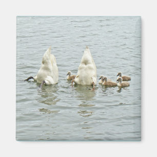 Aimant Mute Swan Famly