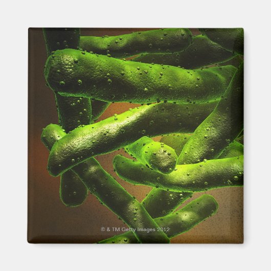 Aimant Mycobacterium Tuberculose (Devant)