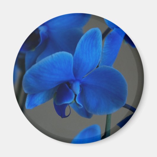 Aimant Mystique bleue (Devant)