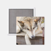 Aimant N.A., USA, Alaska. Chiens Husky (Recto/Verso)