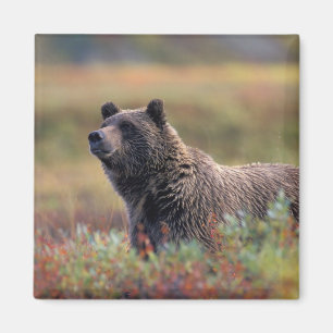 Aimant NA, États-Unis, Alaska, Parc national Denali, Ours