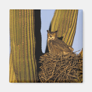 Aimant NA, États-Unis, Arizona, Tucson. Grand-duc d'Améri
