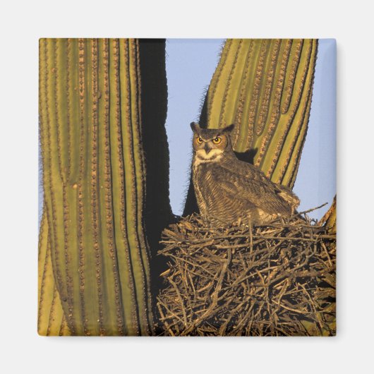 Aimant NA, États-Unis, Arizona, Tucson. Grand-duc d'Améri (Devant)