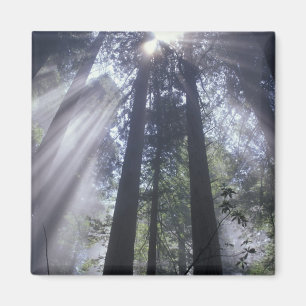 Aimant NA, États-Unis, Californie. Del Norte Coast State