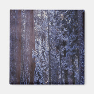 Aimant NA, États-Unis, Californie. Parc national de Sequo