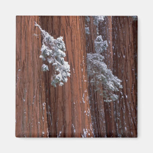 Aimant NA, États-Unis, Californie. Parc national de Sequo