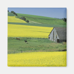 Aimant NA, États-Unis, Idaho, près de Potlatch, Canola et