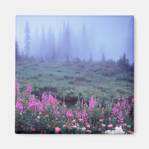 Aimant NA, États-Unis, Washington, Prairie alpine brumeus