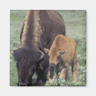 Aimant NA, États-Unis, Wyoming, Parc national de Yellowst
